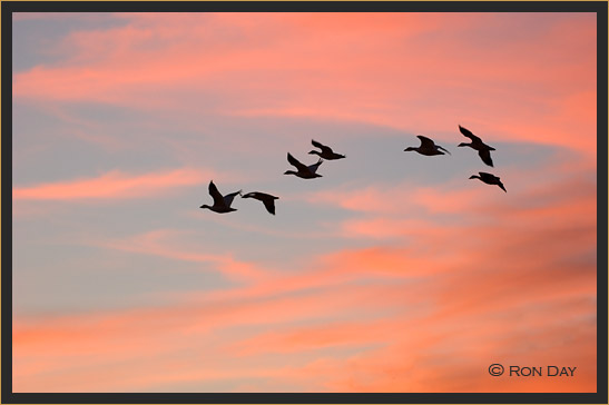 Snow Geese in Silhouette, Bosque del Apache